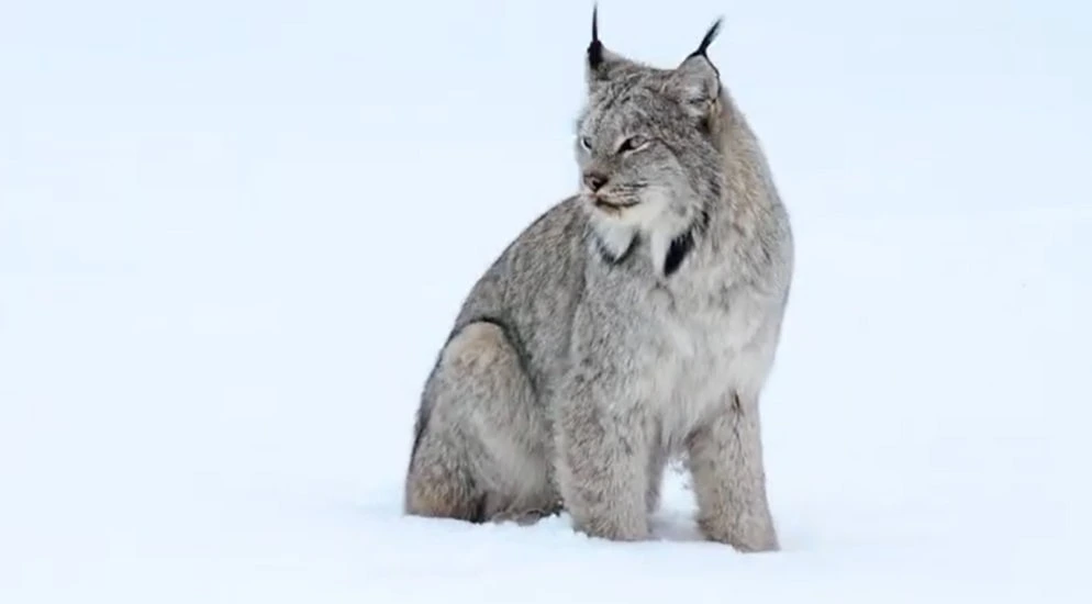 Canadian Lynx Snow