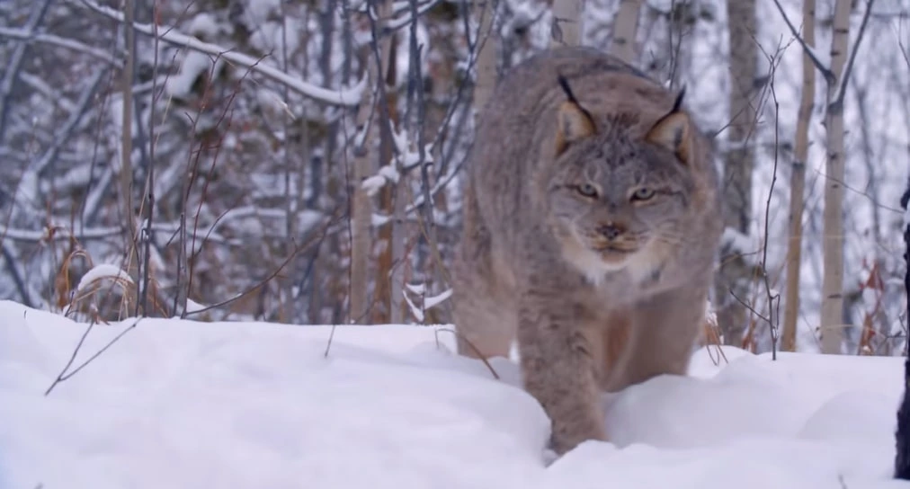 Canadian Lynx Snowy hunter