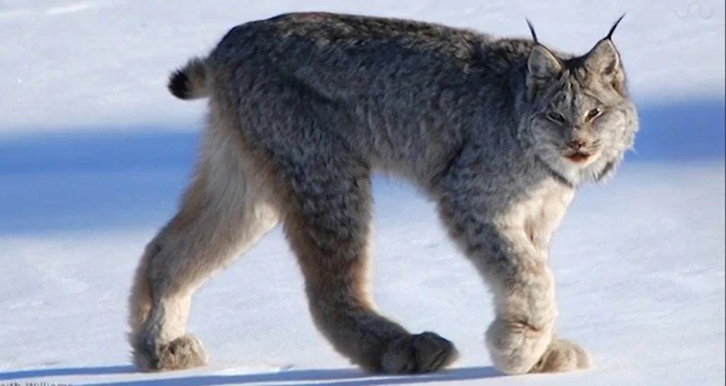 Canadian Lynx