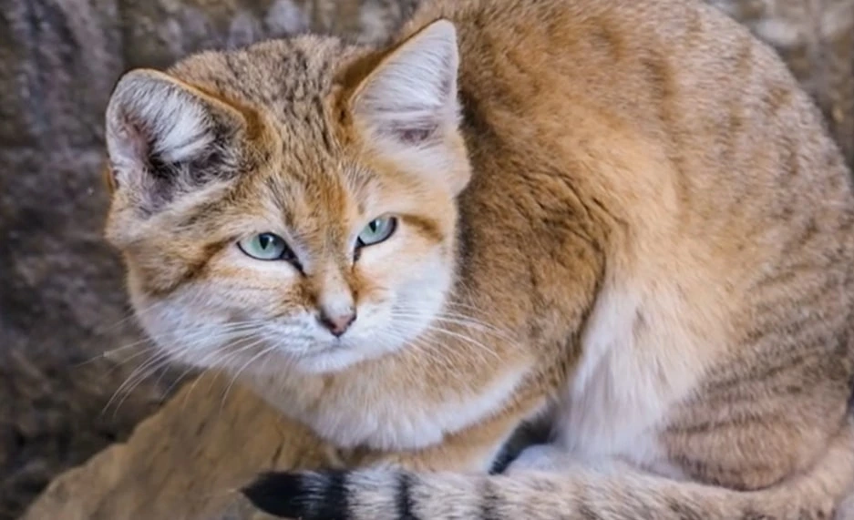 Small Sand Cat