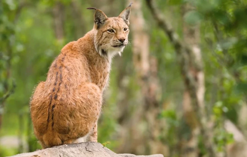 Eurasian Lynx