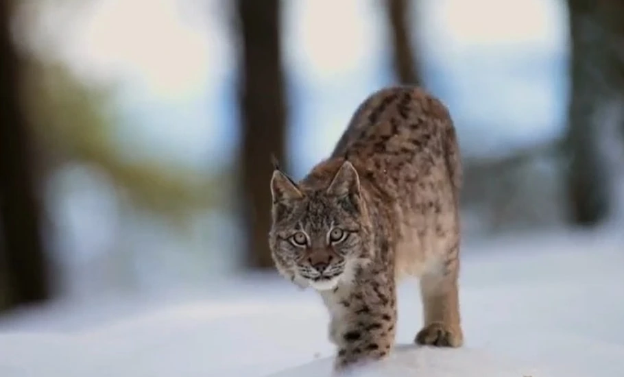 Eurasian Lynx in Snow