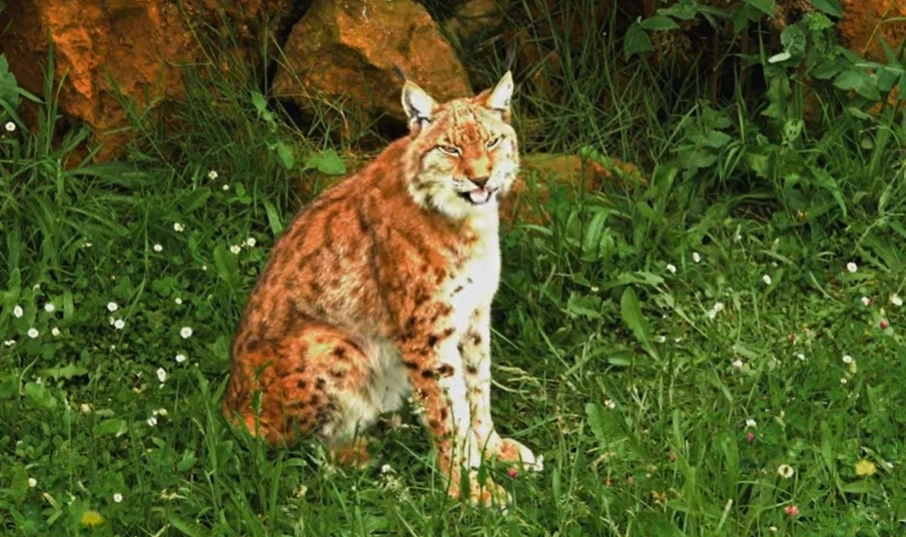 Eurasian Lynx in Jungle