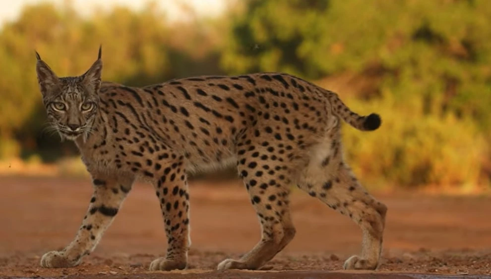 Iberian Lynx Cat