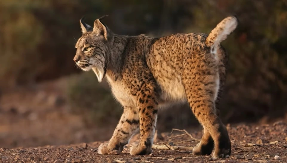 Iberian Lynx