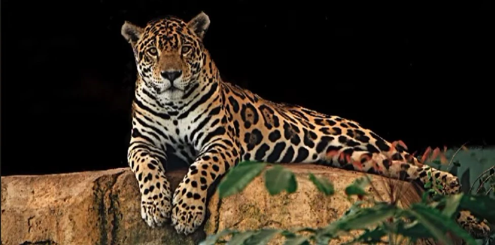 Jaguar Hunter