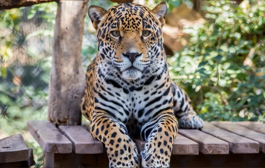 Jaguar