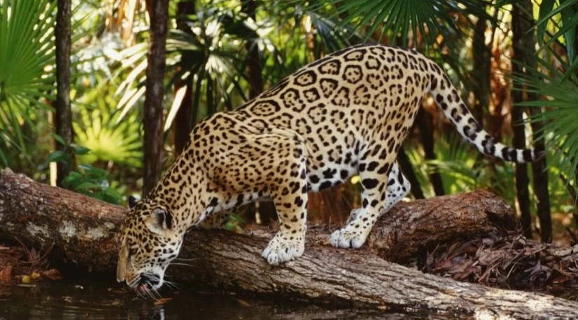 Jaguar Hunter