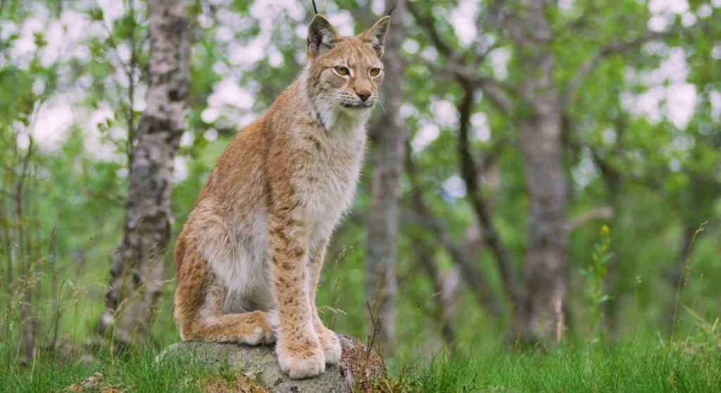 Eurasian Lynx the Hunter