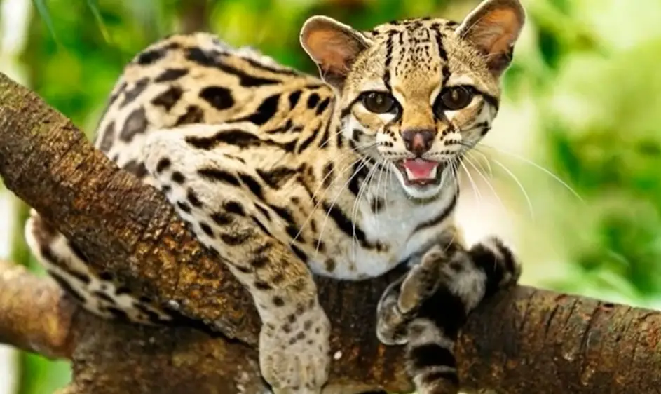 Margay-Cat