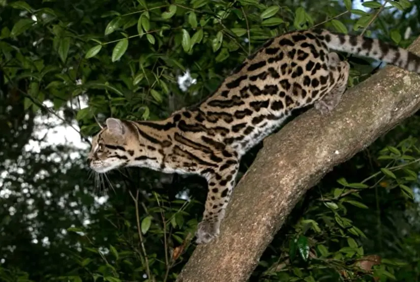 Margay-Tree-Climber