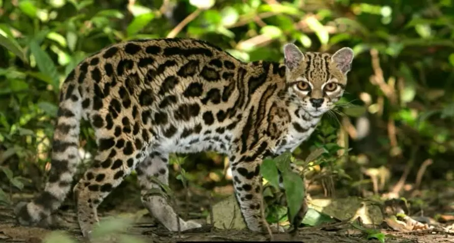 Margay-Cat