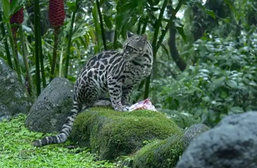 Margay