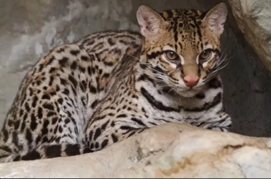 Ocelot-Wild-Cat