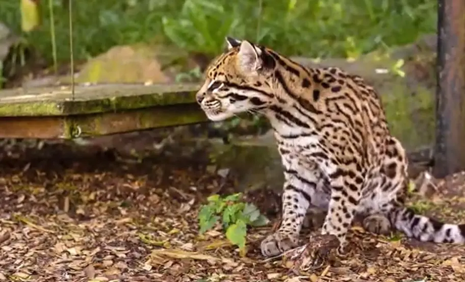 Ocelot-the-wild-cat