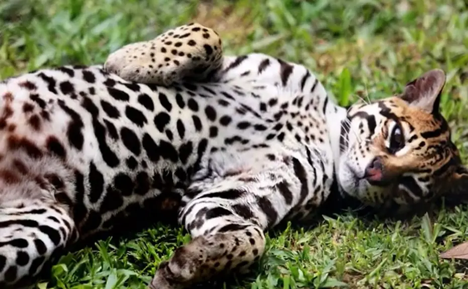 Ocelot