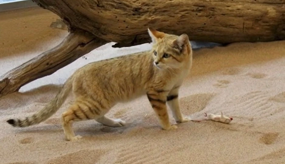 Sand-Cat