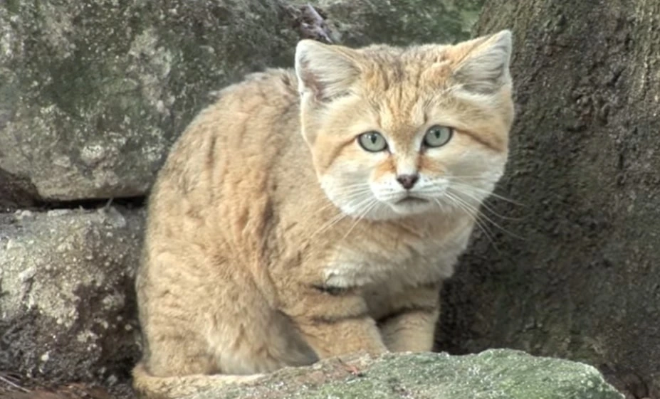 Sand Cat