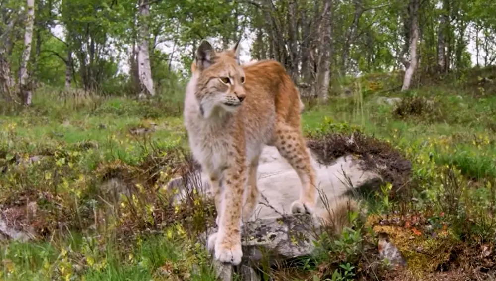 Lynx