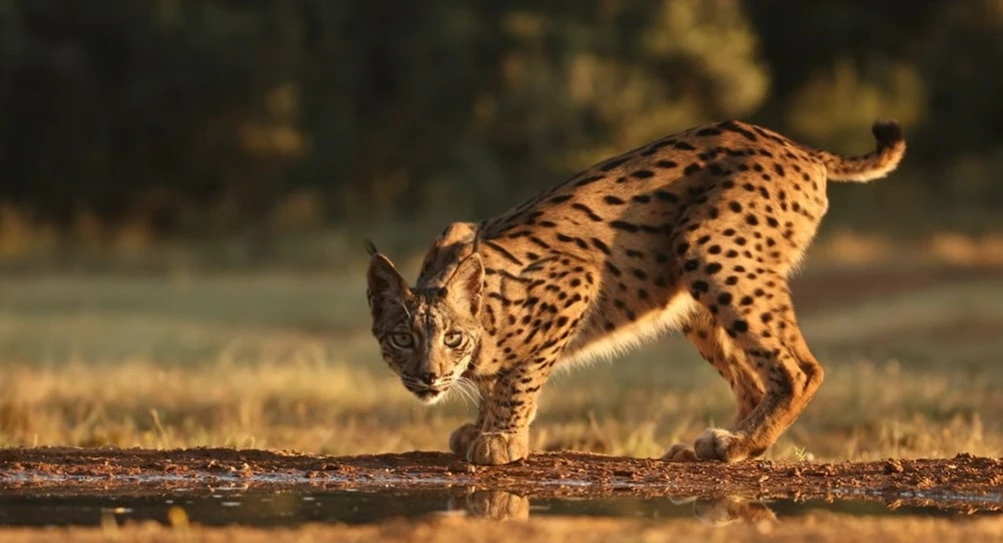 Iberian Lynx