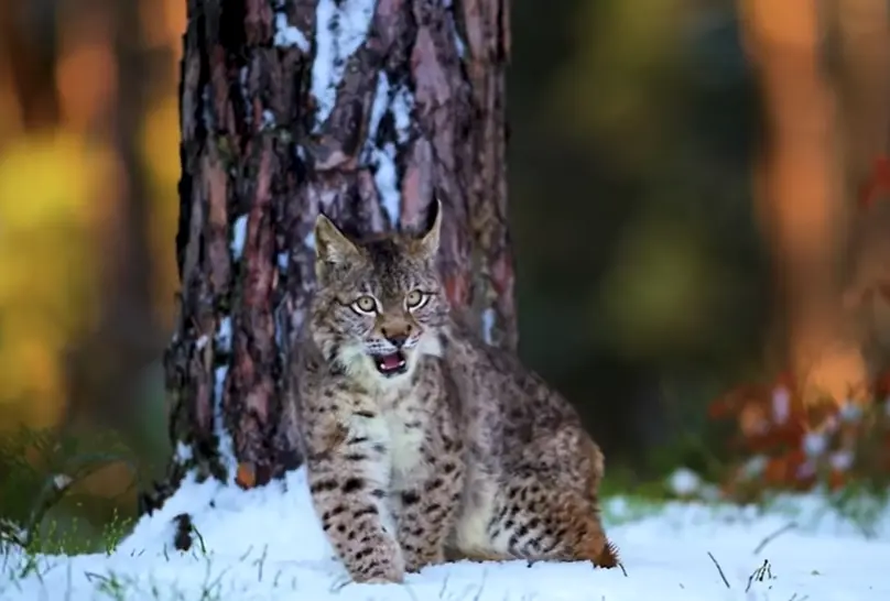 Lynx