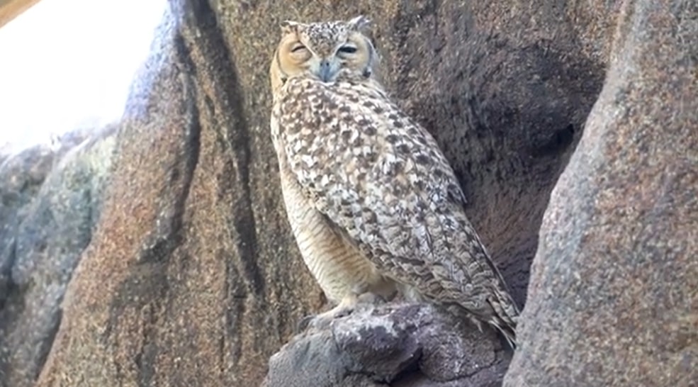 Owl