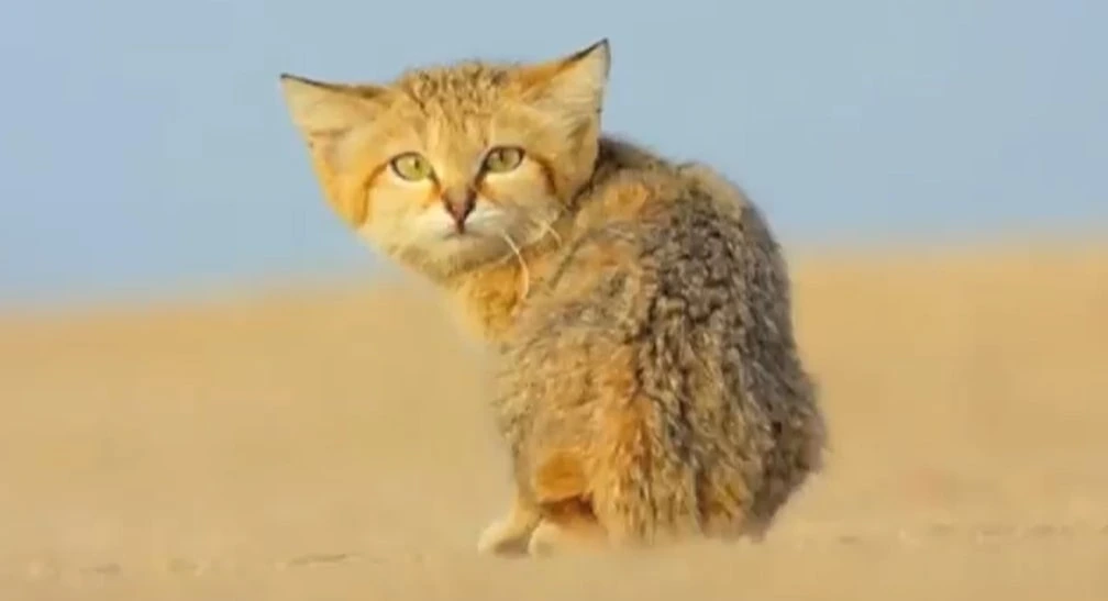 Desert Sand Cat